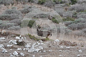 4 point Black-Tailed Buck making sure he is not being followed photo