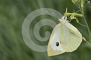 & x22;Borboleta-branca-da-couve& x22;, Large White & x28;Pieris brassicae& x29; photo