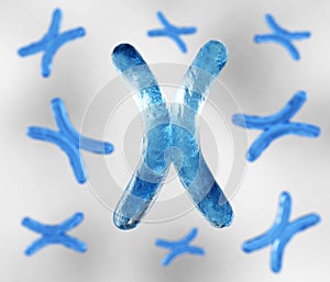 X chromosome and DNA