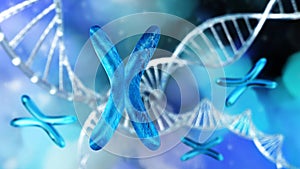 X chromosome and DNA