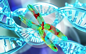 X chromosome and DNA