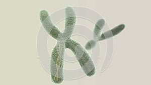 X chromosome with DNA helix inside and Y on the light background