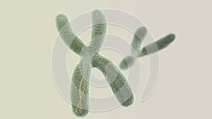 X chromosome with DNA helix inside and Y on the light background photo