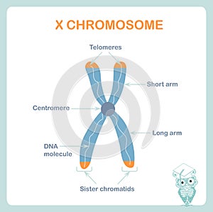 X chromosome sheme, DNA, telomeres are protective caps on the end of chromosomes, short arm, long arm