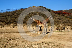 X cross giraffes