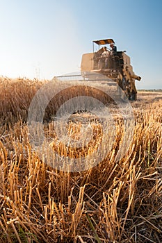 Wheat harvesting time in Sicily photo