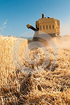 Wheat harvesting time in Sicily photo