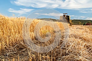 Wheat harvest season photo