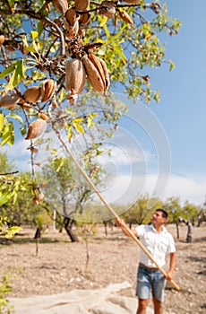 Almond harvest time