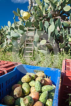 Prickly pears harvest time