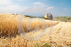 Wheat harvesting time in Sicily photo
