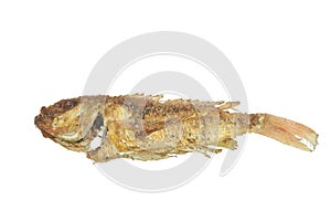 crispy fried fresh red snapper fish arranging on white background