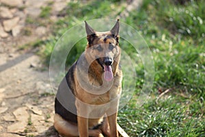 `Roxanne` pure bred female german shepherd dog photo