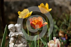 `Letters from Home` beautiful yellow red and orange tulips in a zen garden with romantic statue photo