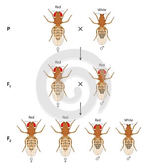X-linked inheritance in fruit flies (Drosophila melanogaster). White background.