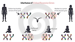 x-linked inheritance of recessive genes infographic diagram