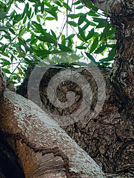 Looking Up Through Tree Branches and Leaves