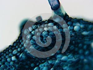 Soya stem cross section 400x Edge