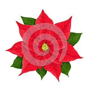 X-mas red flower of poinsettia, vector realistic illustration, elegant traditional decoration isolated on white