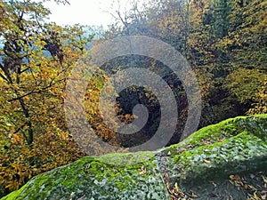 top view of autumn trees in a forest on a mountain