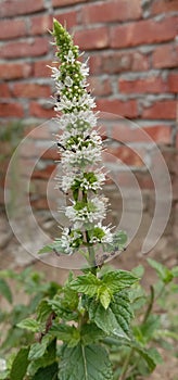 & x28;Menta Longifolia& x29; Mint Flower photo