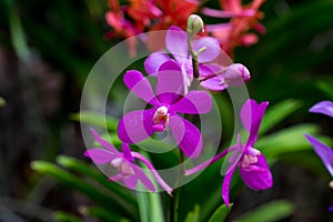 x Mokara Calypso orchids in purple