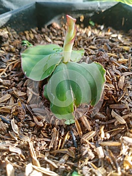 & x22;pohon kencur mulai tumbuh& x22;