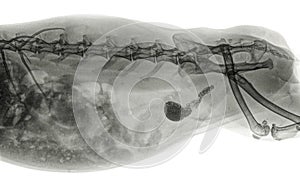 X-ray of the abdomen of a rabbit with calculi in the bladder and urethra