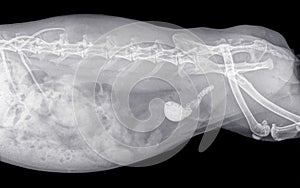 X-ray of the abdomen of a rabbit with stones in the bladder and urethra