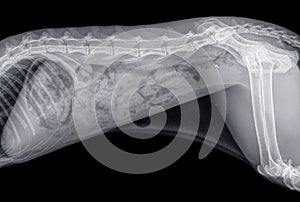 X-ray of the abdomen of a skinny cat