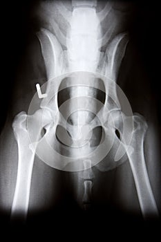 X-Ray of Animal Body