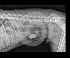 DOG BOWEL OBSTRUCTION X-RAY photo