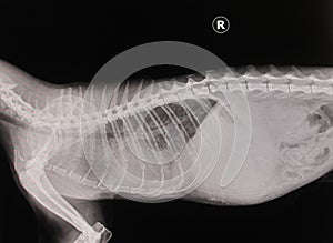 X-ray cat