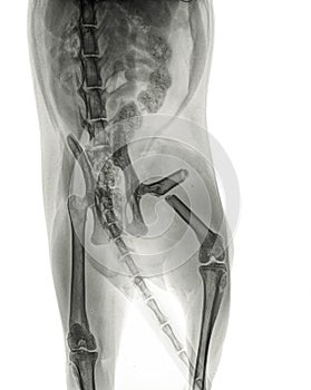 X-ray of a cat with a femur fracture