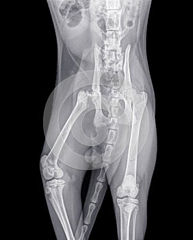 X-ray of a cat with a femur fracture