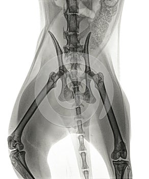 X-ray of a cat with a  fracture of the pelvis