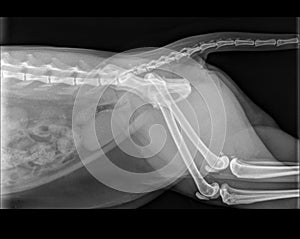 CAT FEMUR DISLOCATION X-RAY photo