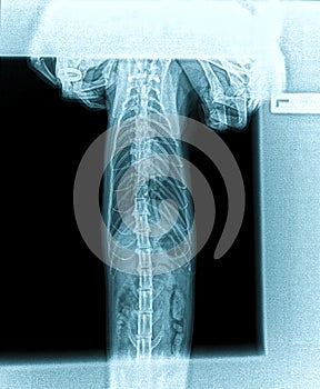 X-ray of a cat`s internal organs - chest, stomach, kidneys. Back side shot. Veterinary clinic services.