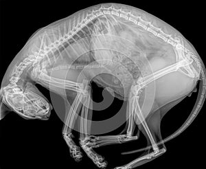 X-ray of a cat in side view with curved back