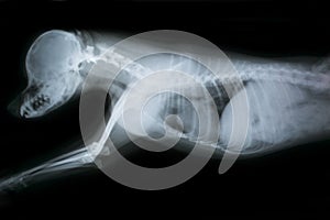 X ray of chest and head of dog