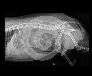 DOG FEMUR DISLOCATION X-RAY photo