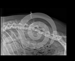 DOG LUMBAR VERTEBRA FRACTURE DISLOCATION X-RAY photo