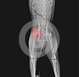 X-ray of dog pelvis. Dislocation head femur thigh bone