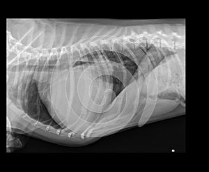DOG PERICARDIAL EFFUSION X-RAY photo