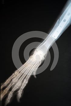 X-ray of dog`s paw fracture. Radiograph of the broken paw of a dog.