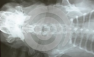 X-ray film of dog head and body