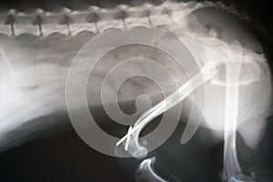 X-ray film of dog lateral view. Veterinary medicine, veterinary anatomy Concept.