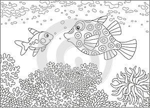 X-ray fish and boxfish