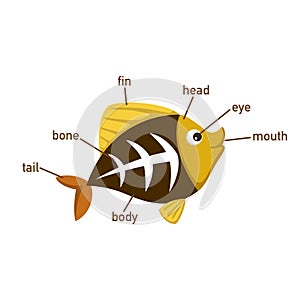 X-ray fish vocabulary part of body.vector