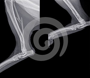 X ray of the  hind leg of a cat with a fracture of the calf bone fibula